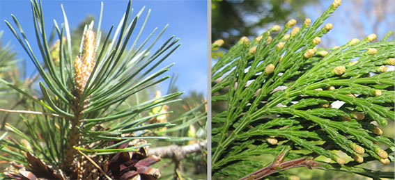 Acículas en Pinus; hojas escuamiformes en Calocedrus